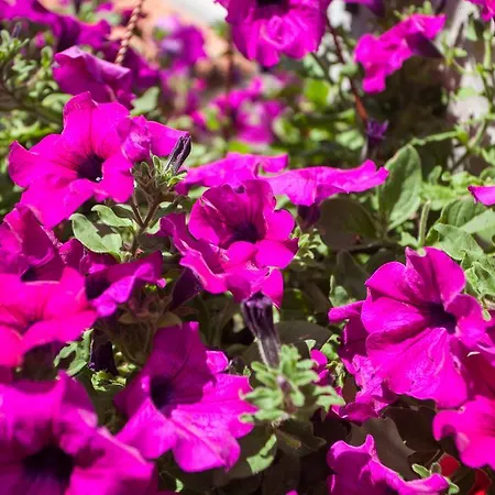 Appartement Raguž *