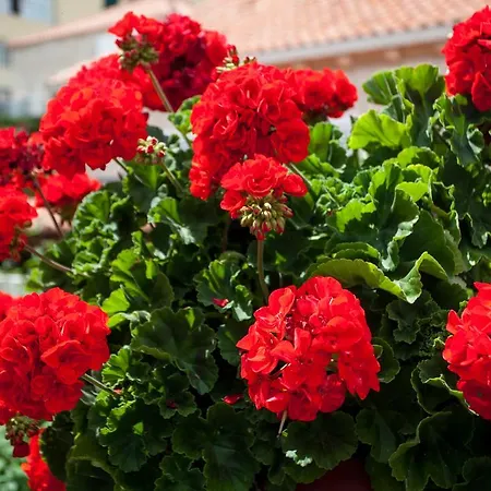 Appartement Raguž Dubrovnik