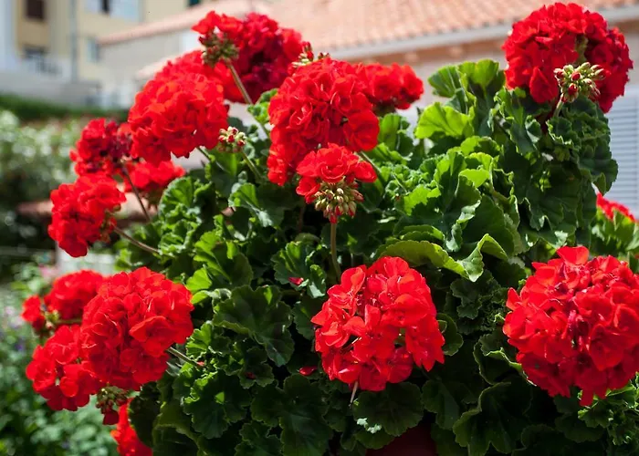 Apartment Raguz Dubrovnik